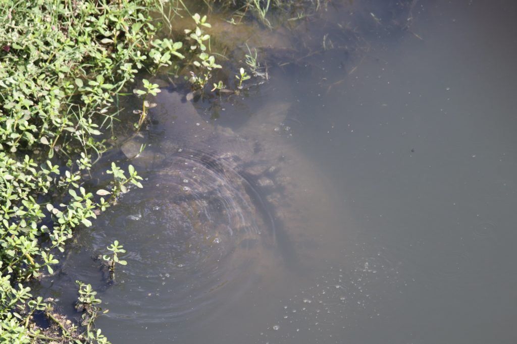 Big Tortoise