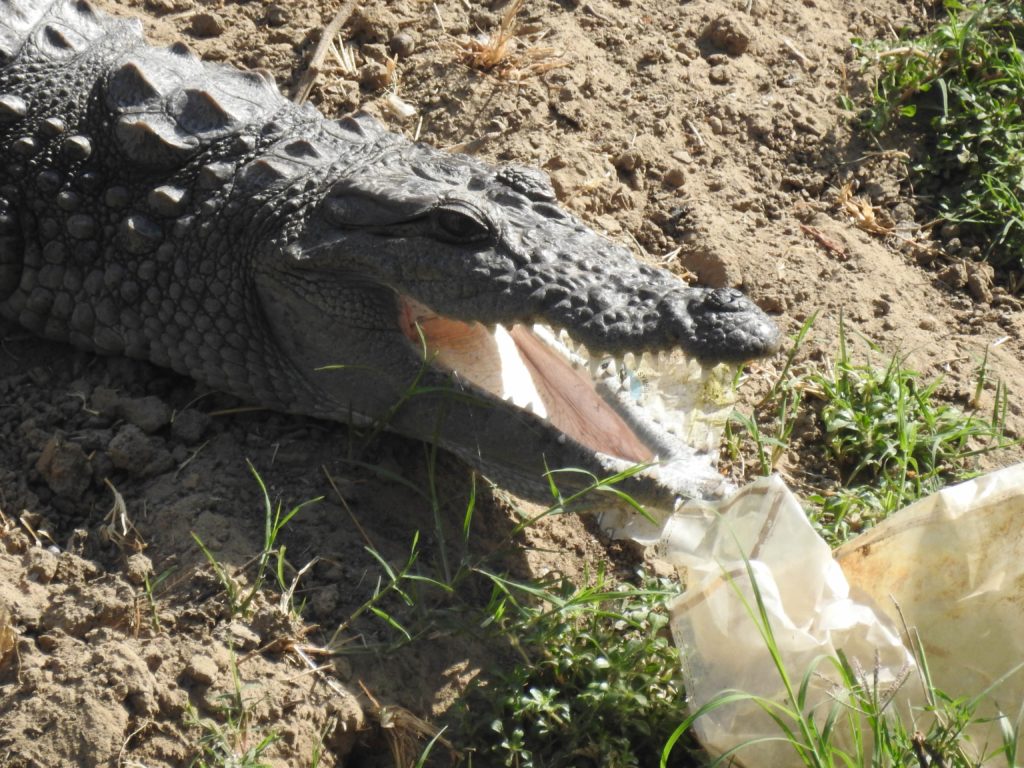 They can sleep with jaws open, generally for relaxation.