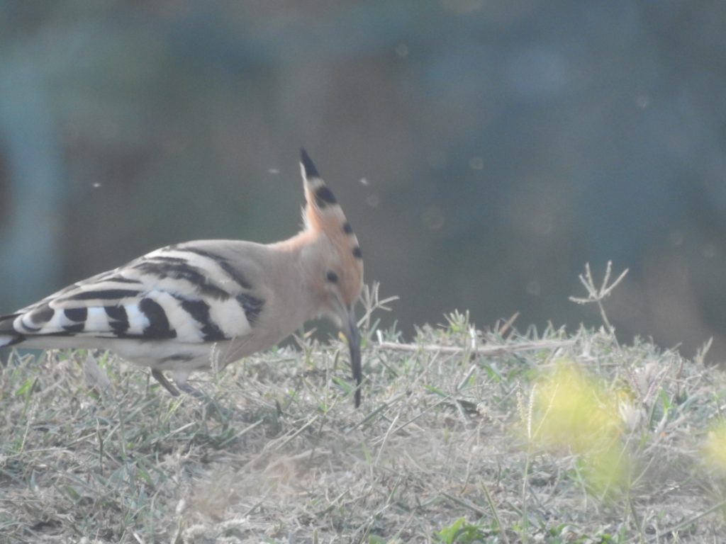 bird