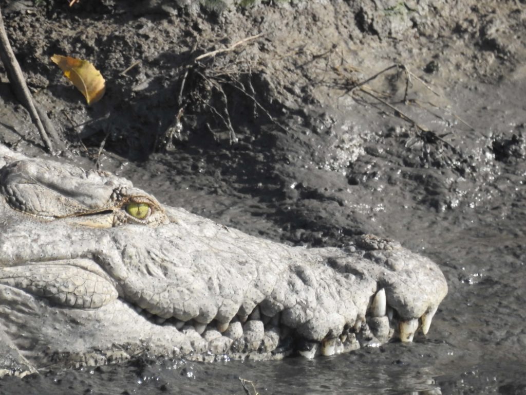 waiting in the water or occasionally on land for their prey to come past