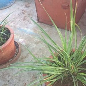 Urban-terrace-garden-1-400x300