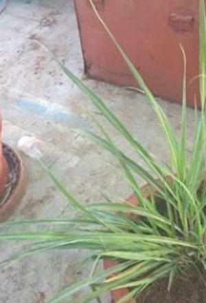 Urban-terrace-garden-1-400x300