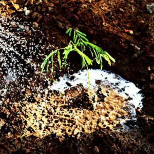 Vruksh-Utsav-at-Chhani-Jakat-Naka-02-400x300