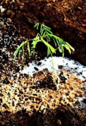 Vruksh-Utsav-at-Chhani-Jakat-Naka-02-400x300